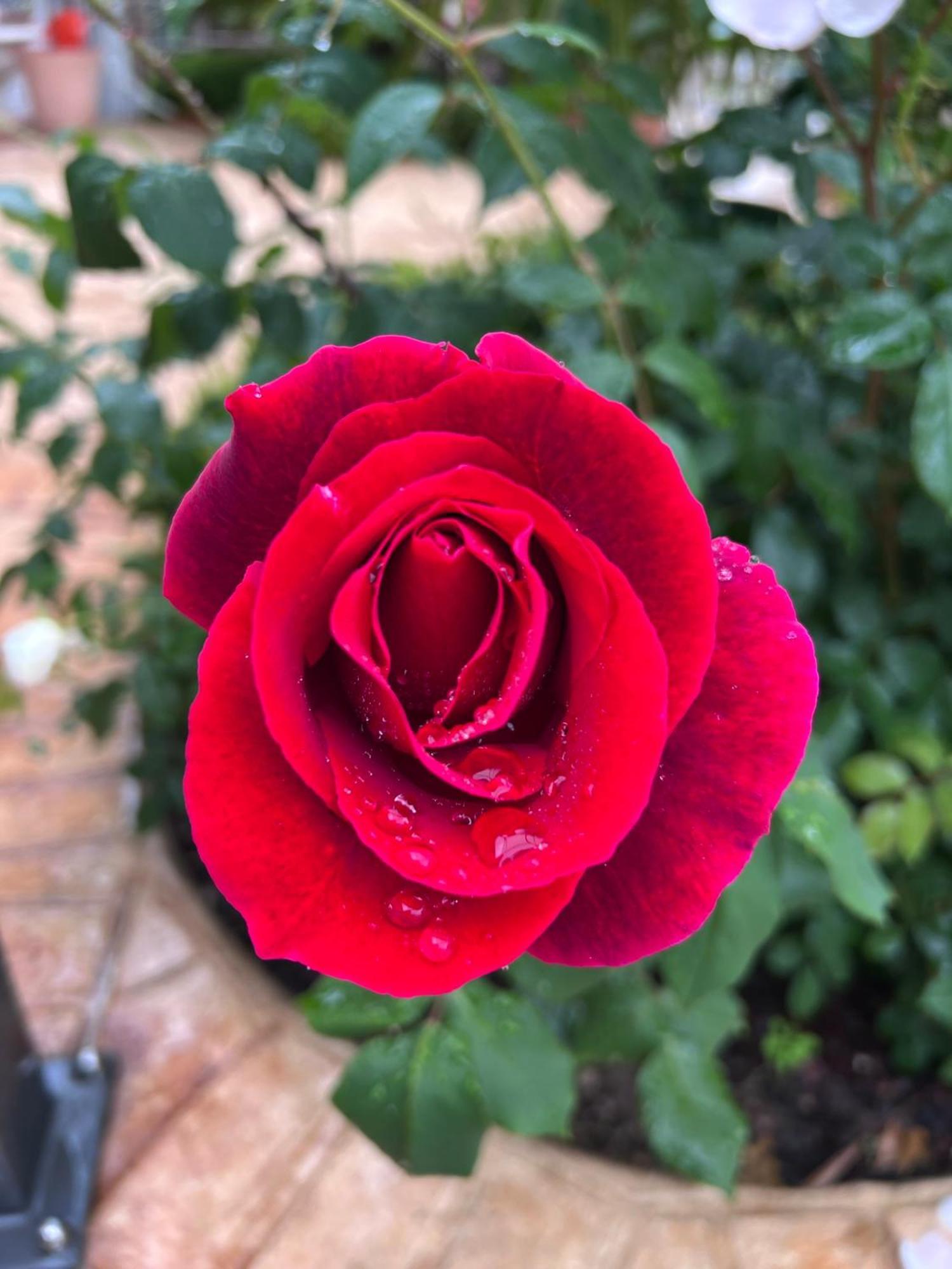 B&B Corte Delle Rose Castiglione Delle Stiviere Εξωτερικό φωτογραφία